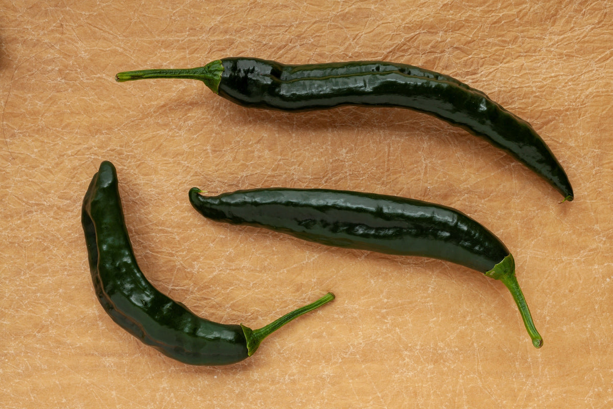 Pasilla Bajio Pepper Seeds – Mexican Chile Negro Capsicum Annuum Vegetable – photo 2