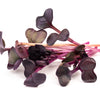 300 PURPLE PLUM RADISH Raphanus Sativus White Flesh Root Vegetable Seeds