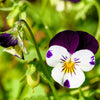 Johnny Jump Up Seeds – Violet Viola Tricolor Flower – photo 10