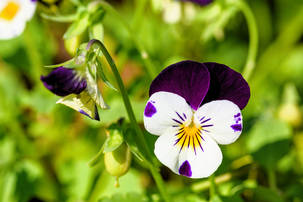 Johnny Jump Up Seeds – Violet Viola Tricolor Flower – photo 10