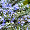 100 ROSEMARY Rosmarinus Officinalis Herb Flower Seeds