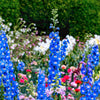 100 ROCKET LARKSPUR DELPHINIUM Consolida Giant Imperial Mixed Colors Flower Seeds