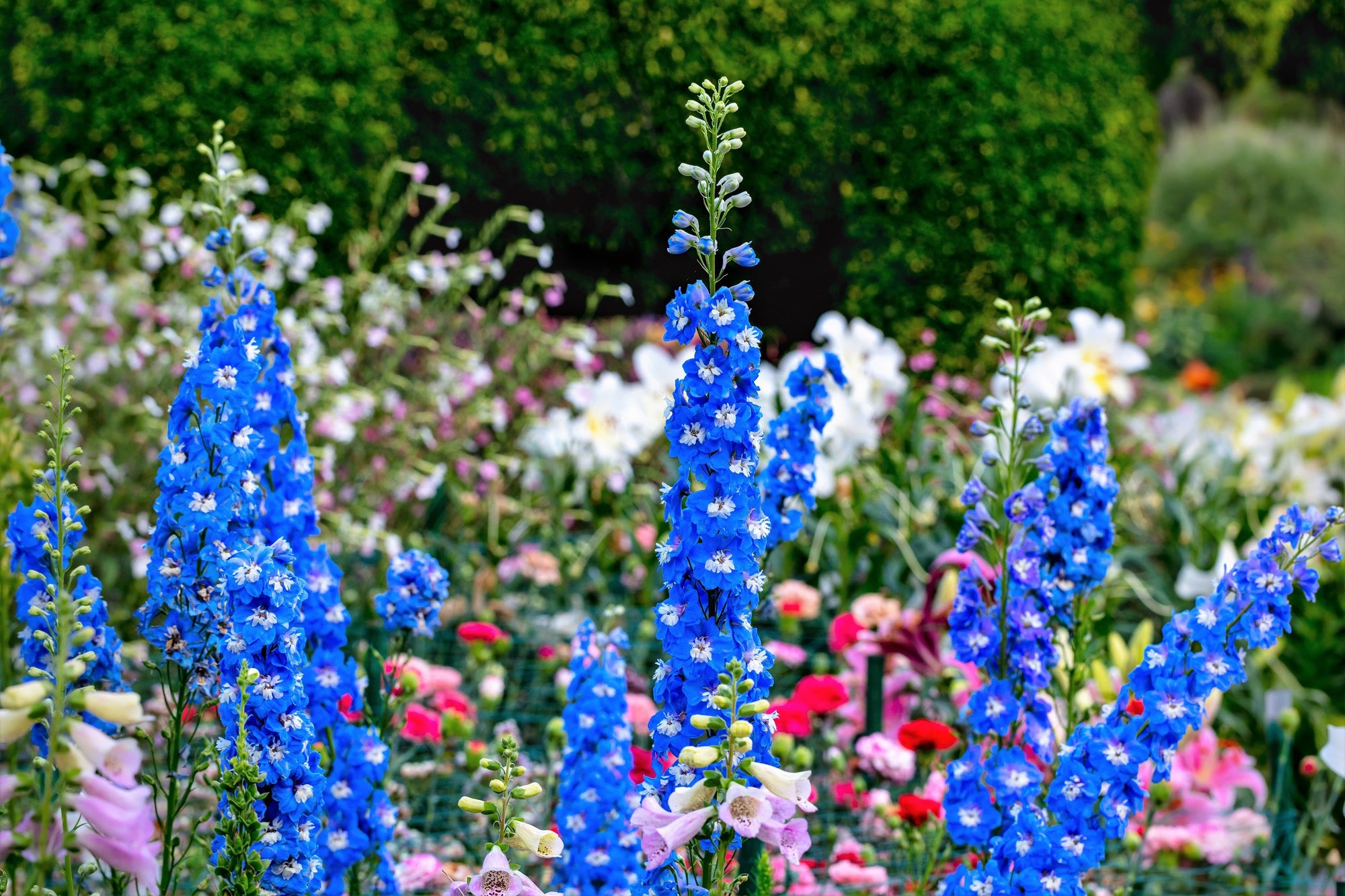 Delphinium Pixie Rockets 100 ROCKET LARKSPUR DELPHINIUM Consolida Giant Imperial Mixed Colors F ...