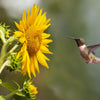 Black Oil Sunflower Seeds – Helianthus Annuus Yellow Hummingbird Bird Flower – photo 3