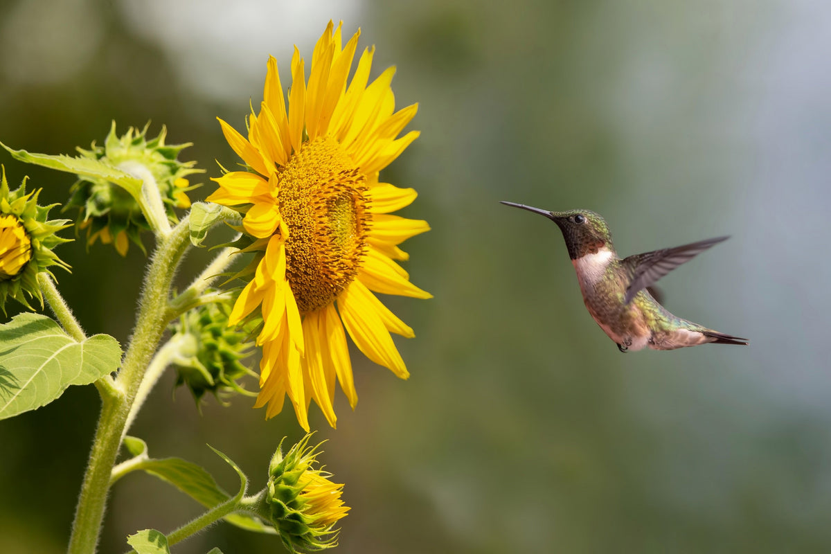 Black Oil Sunflower Seeds – Helianthus Annuus Yellow Hummingbird Bird Flower – photo 3
