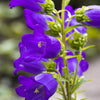 200 Blue CANTERBURY BELLS - CAMPANULA Medium Flower Seeds