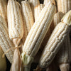 100 Country GENTLEMAN WHITE CORN Sweet Heirloom Zea Mays Vegetable Seeds