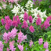 100 PINK MIX ASTILBE (False Spirea / False Goats Beard) Astilbe Chinensis Flower Seeds