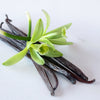 Vanilla Bean Plant