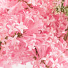 30 PINK LILAC Hungarian Lilac Tree Shrub Syringa Josikaea Fragrant Flower Seeds