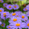 50 Blue EAST INDIES ASTER Tongolensis Flower Seeds