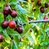 20 ASIAN DATE Jujube Ziziphus Spinosa Common Chinese Tsao Red Fruit Tree Seeds
