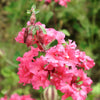500 MIXED ELEGANT CLARKIA Mountain Garland Elegans Pink Purple Red Mix Flower Seeds