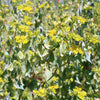 100 GREEN GOLD BUPLEURUM Griffithii Rotundifolium Hares Ear Thoroughwax Flower Seeds