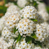 50 White CHINESE SPIREA Spiraea Chinensis Flower Bush Shrub Seeds