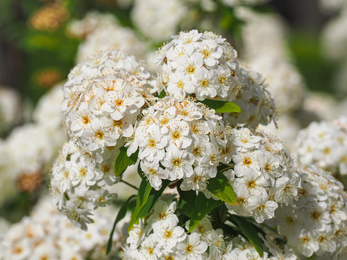 50 White CHINESE SPIREA Spiraea Chinensis Flower Bush Shrub Seeds