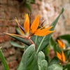 5 TROPICAL BIRD OF PARADISE Strelitzia Reginae Crane Flower Houseplant Seeds