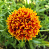 30 SUNDANCE BICOLOR GAILLARDIA Pulchella Indian Blanket Flower Seeds
