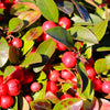 20 Creeping WINTERGREEN / TEABERRY Gaultheria Procumbens Evergreen Flower Seeds