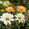 1000 MIXED AFRICAN DAISY ( Cape Marigold / Sun Marigold ) Dimorphotheca Sinuata Flower Seeds
