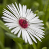 100 Gelato WHITE ICE PLANT Mesembryanthemum Livingstone Daisy Flower Seeds