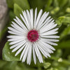 100 Gelato WHITE ICE PLANT Mesembryanthemum Livingstone Daisy Flower Seeds