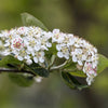 30 PURPLE CHOKEBERRY Aronia Prunifolia White Flower Fruit Shrub Seeds