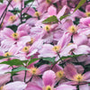 10 MIXED HYBRID CLEMATIS Hybrida Red Purple Pink Blue Bicolor Flower Vine Seeds