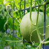 150 HONEYDEW GREEN FLESH Cucumis Melo Inodorus Melon Fruit Seeds