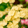 100 YELLOW BEAUTY PHLOX Drummondii Nana Compacta Short Dwarf Flower Seeds