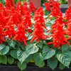 50 RED SALVIA Splendens St. John's Fire Scarlet Sage Flower Seeds