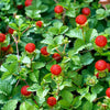 50 Edible Red MOCK STRAWBERRY Potentilla Indica Duchesnea Fruit Berry Seeds