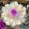 60 ORNAMENTAL KALE MIXED Colors Brassica Oleracea Flower Seeds