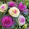 60 ORNAMENTAL KALE MIXED Colors Brassica Oleracea Flower Seeds
