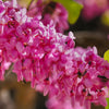 40 CHINESE REDBUD Cercis Chinensis Shrub Small Tree Pink Purple Flower Seeds