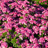 100 BRILLIANT PHLOX Drummondii Two Tone Pink Flower Seeds