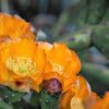 10 Orange PRICKLY PEAR CACTUS Nopal Indian Fig Opuntia Ficus-Indica Fruit Flower Seeds