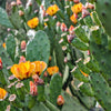 10 Orange PRICKLY PEAR CACTUS Nopal Indian Fig Opuntia Ficus-Indica Fruit Flower Seeds