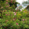 Pink Cinnamon Rose Seeds – Bush Amur Rosa Davurica Fragrant Flower – photo 4