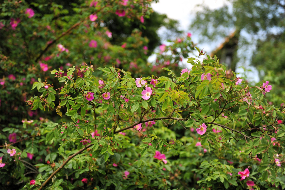 Pink Cinnamon Rose Seeds – Bush Amur Rosa Davurica Fragrant Flower – photo 4