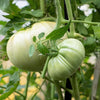 50 WHITE Wonder BEEFSTEAK TOMATO Lycopersicon 1 - 2 lb Fruit Vegetable Seeds