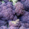 200 PURPLE SPROUTING BROCCOLI Brassica Oleracea Vegetable Seeds