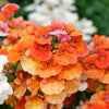 50 ORANGE PRINCE NEMESIA Strumosa Flower Seeds