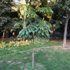 25 DEVIL'S WALKINGSTICK Shrub Flower Prickly Ash Elder Aralia Spinosa Seeds
