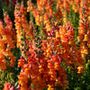 250 ORANGE WONDER SNAPDRAGON Antirrhinum Majus Flower Seeds