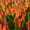 250 ORANGE WONDER SNAPDRAGON Antirrhinum Majus Flower Seeds