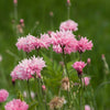 750 Pink BACHELOR'S BUTTON / CORNFLOWER Centaurea Cyanus Flower Seeds