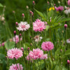750 Pink BACHELOR'S BUTTON / CORNFLOWER Centaurea Cyanus Flower Seeds