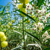 10 BALLOON MILKWEED Hairy Balls Butterfly Weed Asclepias Gomphocarpus Physocarpus Monarch Flower Seeds