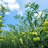 10 BALLOON MILKWEED Hairy Balls Butterfly Weed Asclepias Gomphocarpus Physocarpus Monarch Flower Seeds